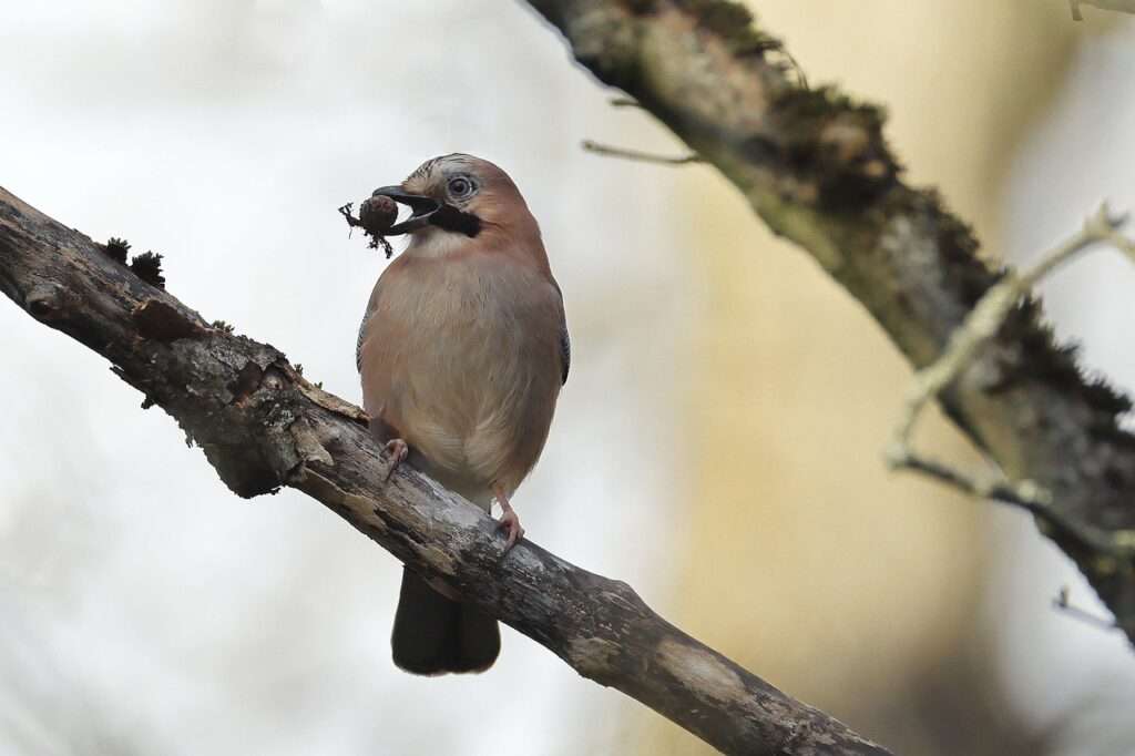 bird, eurasian jay, jay-7770737.jpg