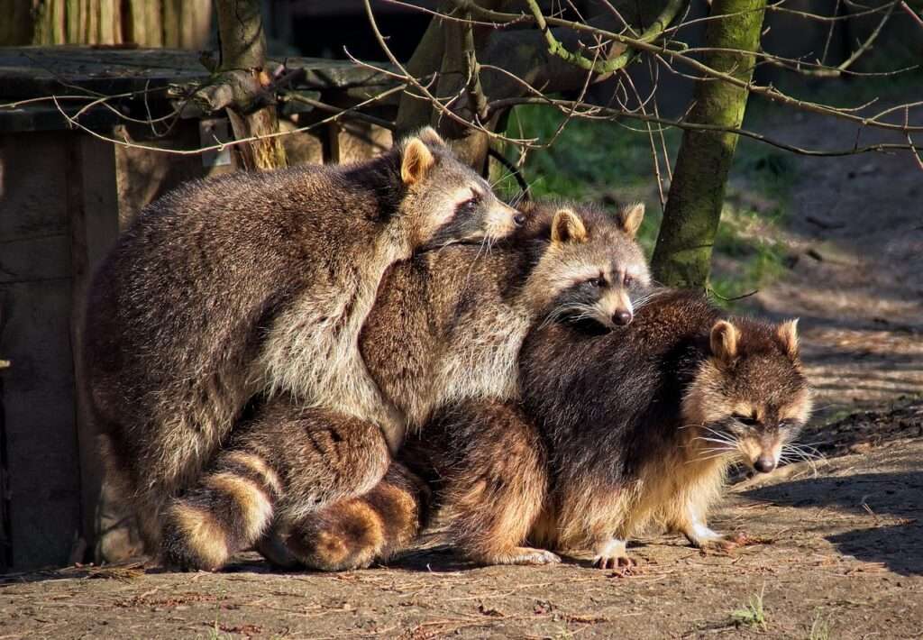 raccoon, mammal, animal-7779517.jpg